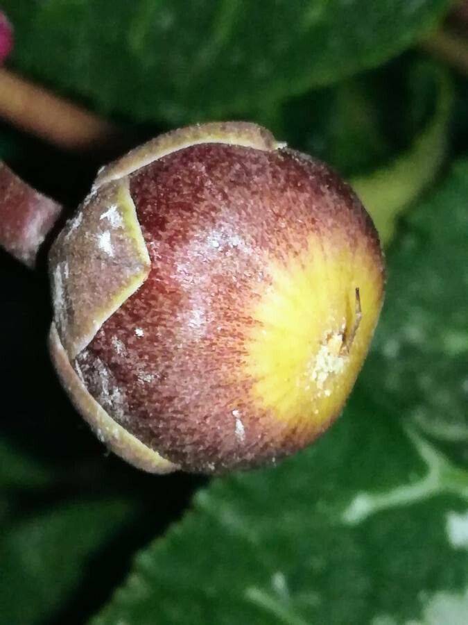 Cyclamen repandum fruit