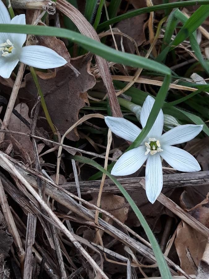 Ornithogalum orthophyllum flower