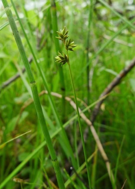 Carex tenuiflora habit