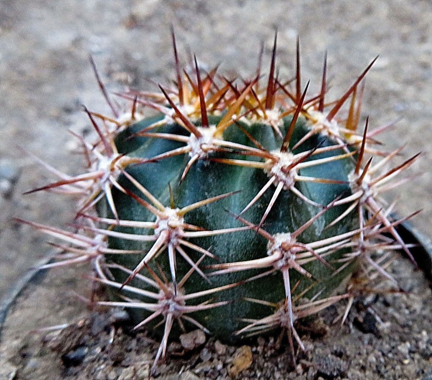 Soehrensia grandiflora habit