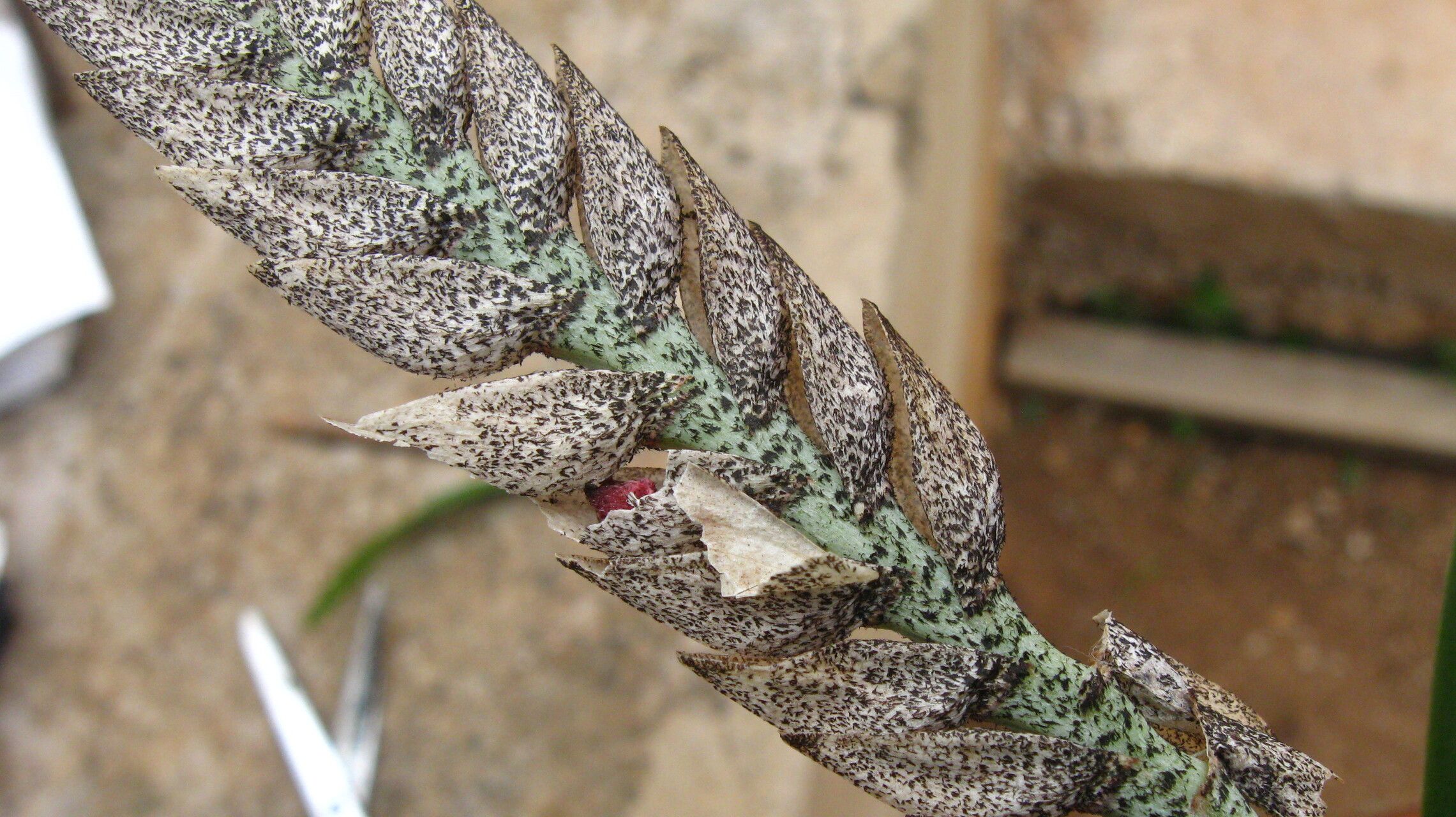 Bulbophyllum lupulinum fruit
