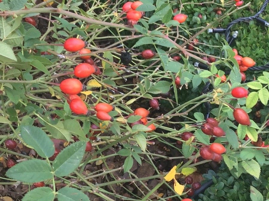 Rosa obtusifolia fruit