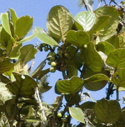 Monimia rotundifolia fruit