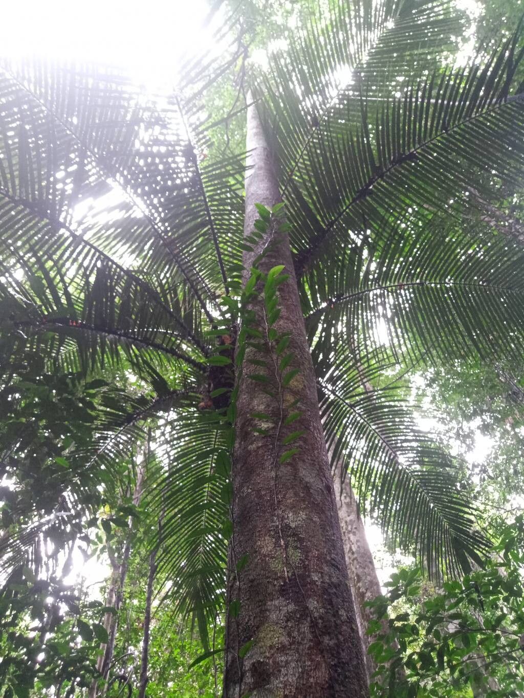 Hymenaea oblongifolia bark