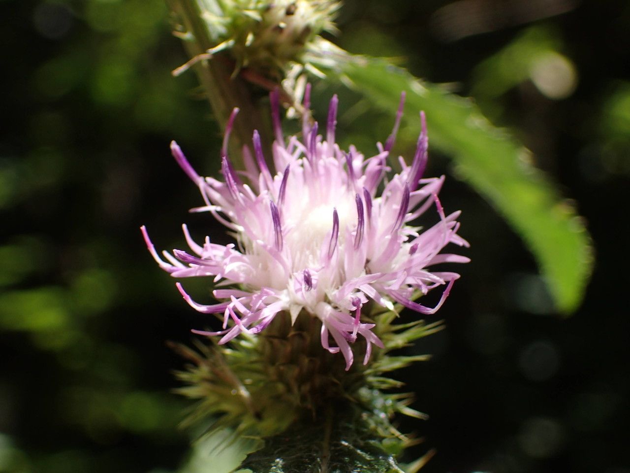 Carduus clavulatus flower