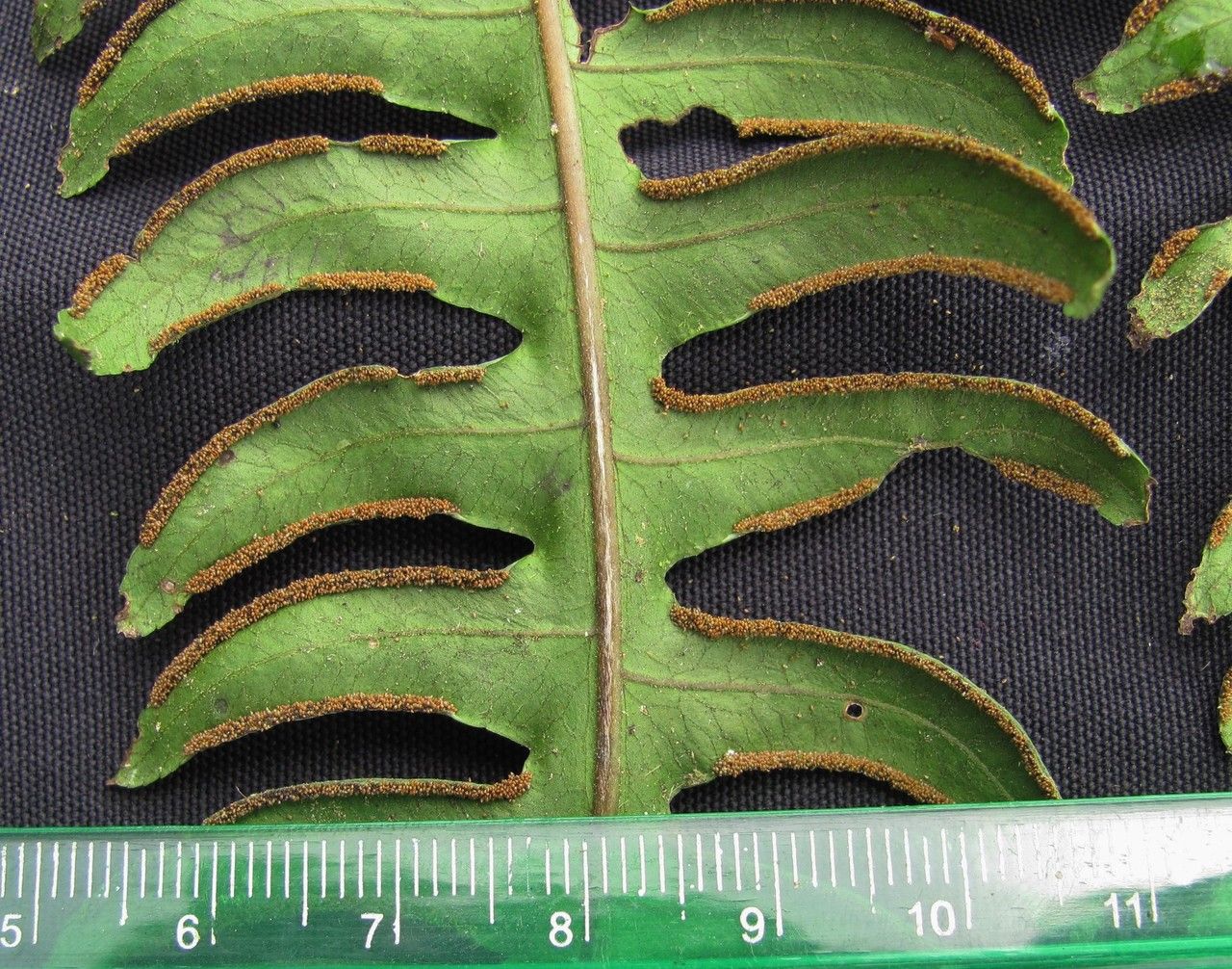 Pteris navarrensis other