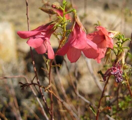 Hermannia grandiflora — houseplant care guide