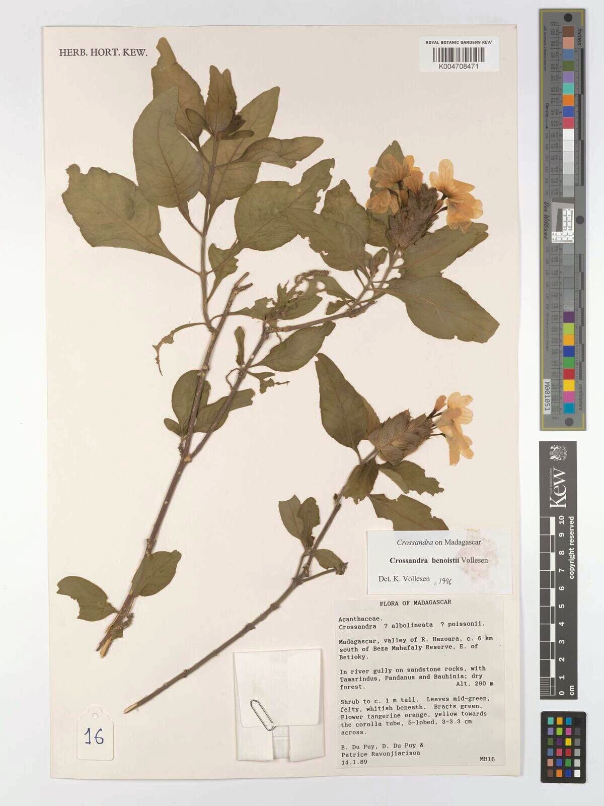 Crossandra benoistii — related species from the same genus