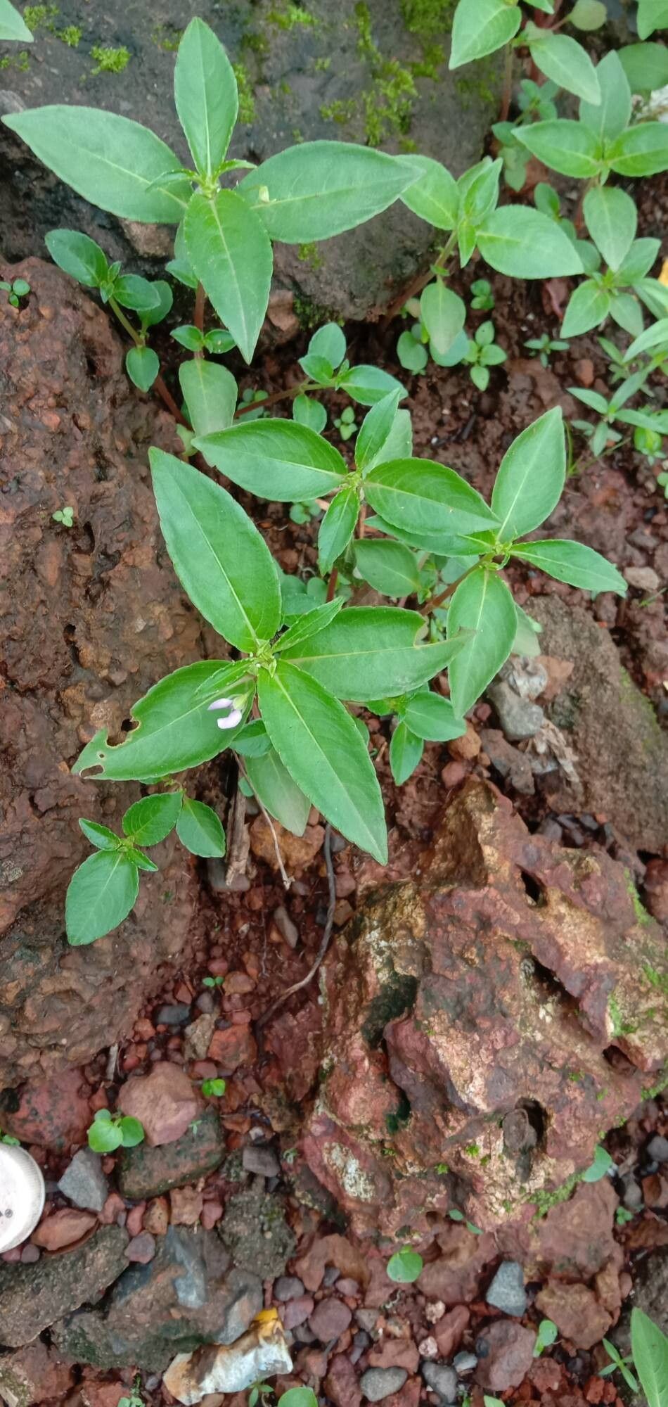 Impatiens minor habit