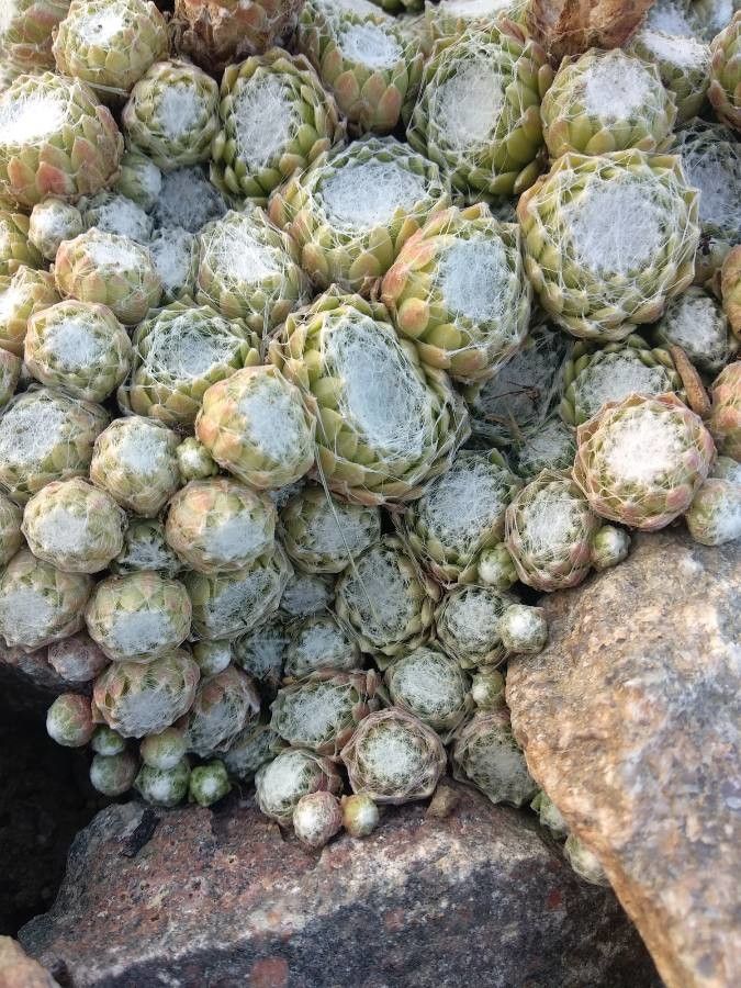 Rosularia pilosa habit