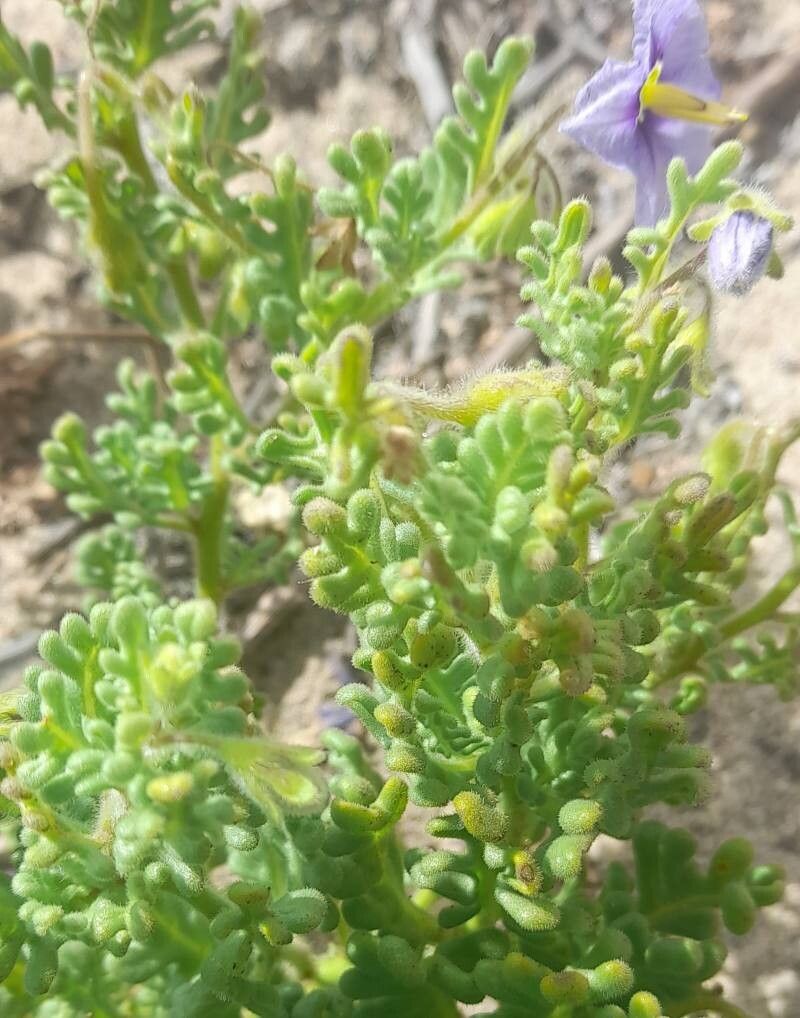 Solanum trinominum — houseplant care guide