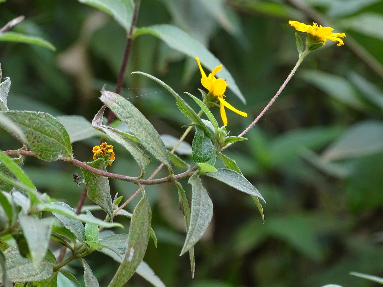 Aspilia mossambicensis — search result for 'Zimbabwe'