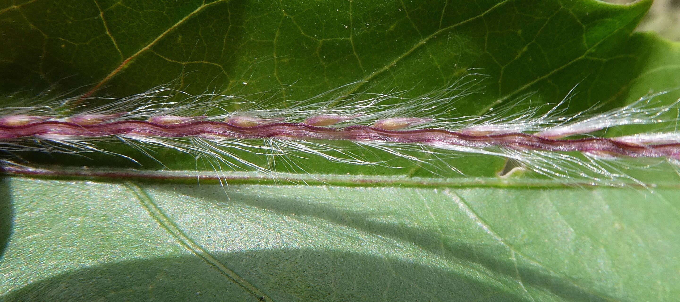 Paspalum saccharoides flower