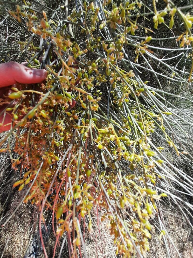 Phoradendron californicum fruit