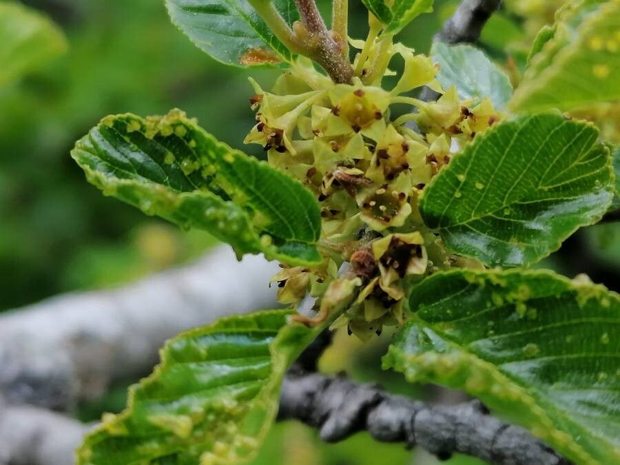 Rhamnus alpina flower