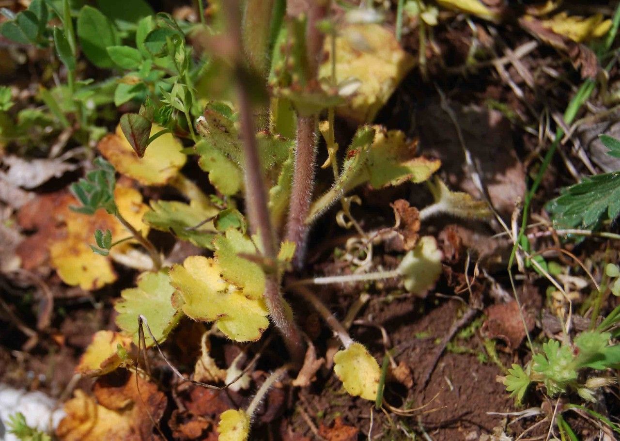 Saxifraga bulbifera leaf