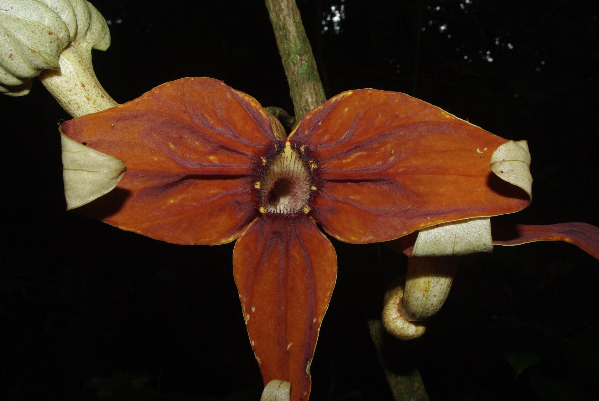 Aristolochia macrocarpa flower