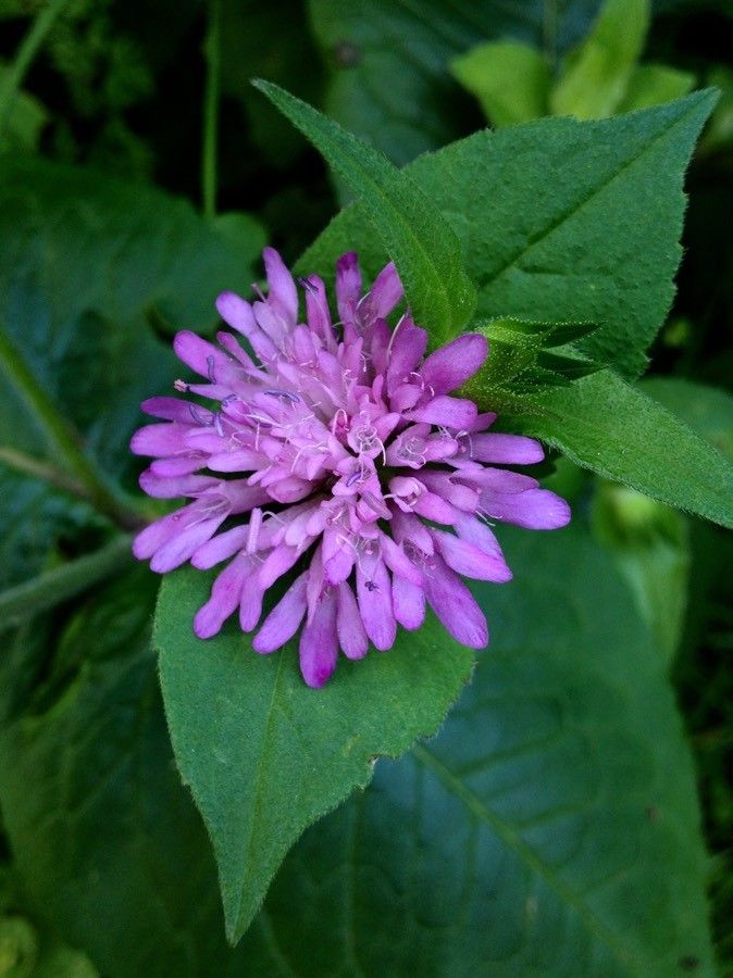 Knautia drymeia flower