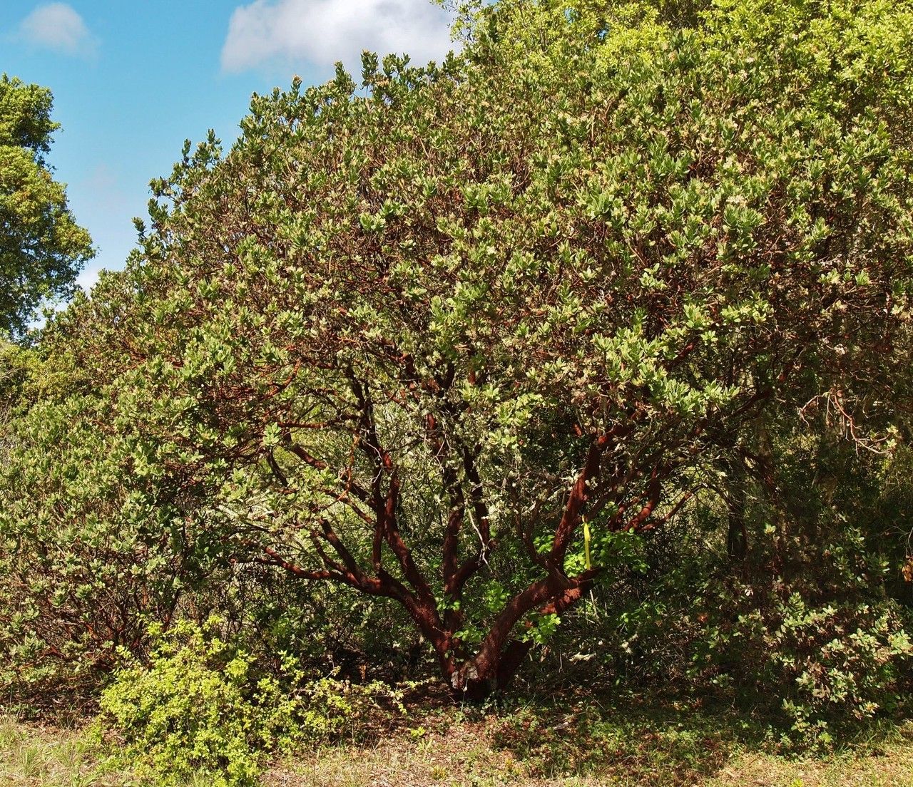 Arctostaphylos regismontana habit