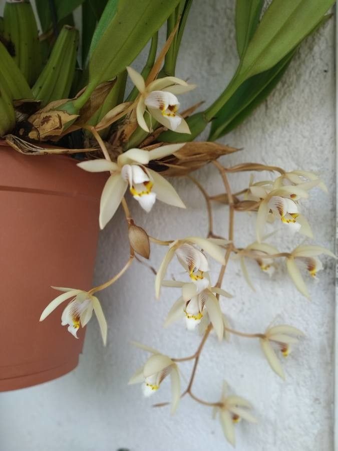 Coelogyne corymbosa flower