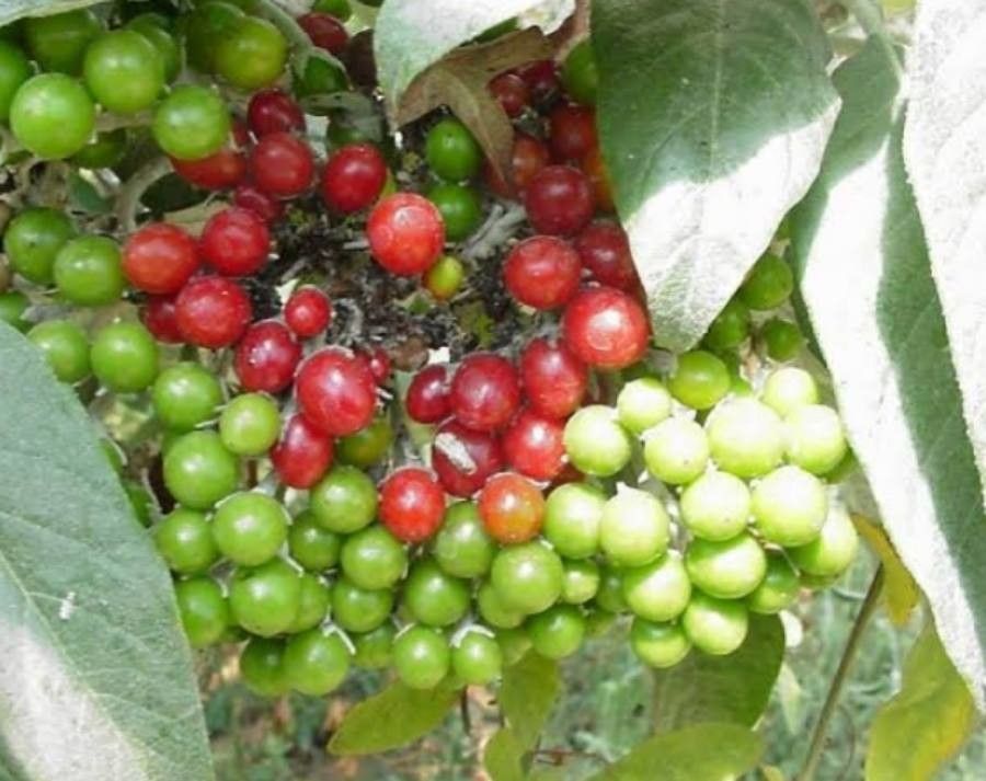 Solanum giganteum fruit