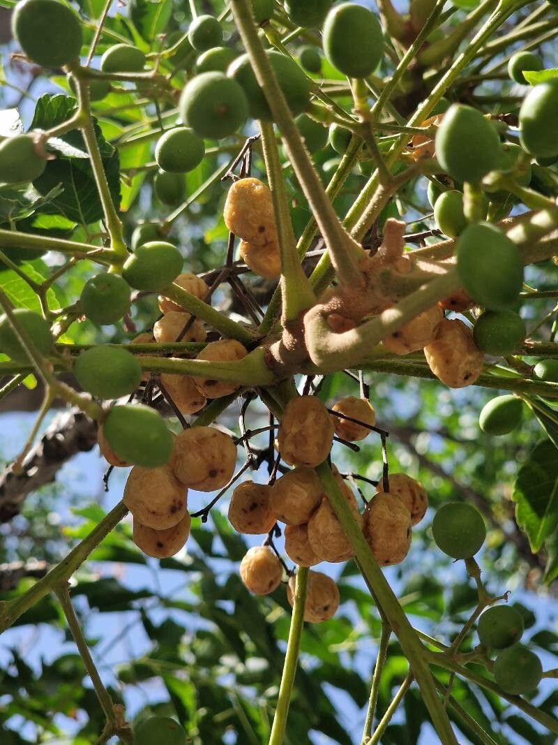 Kirkia acuminata fruit