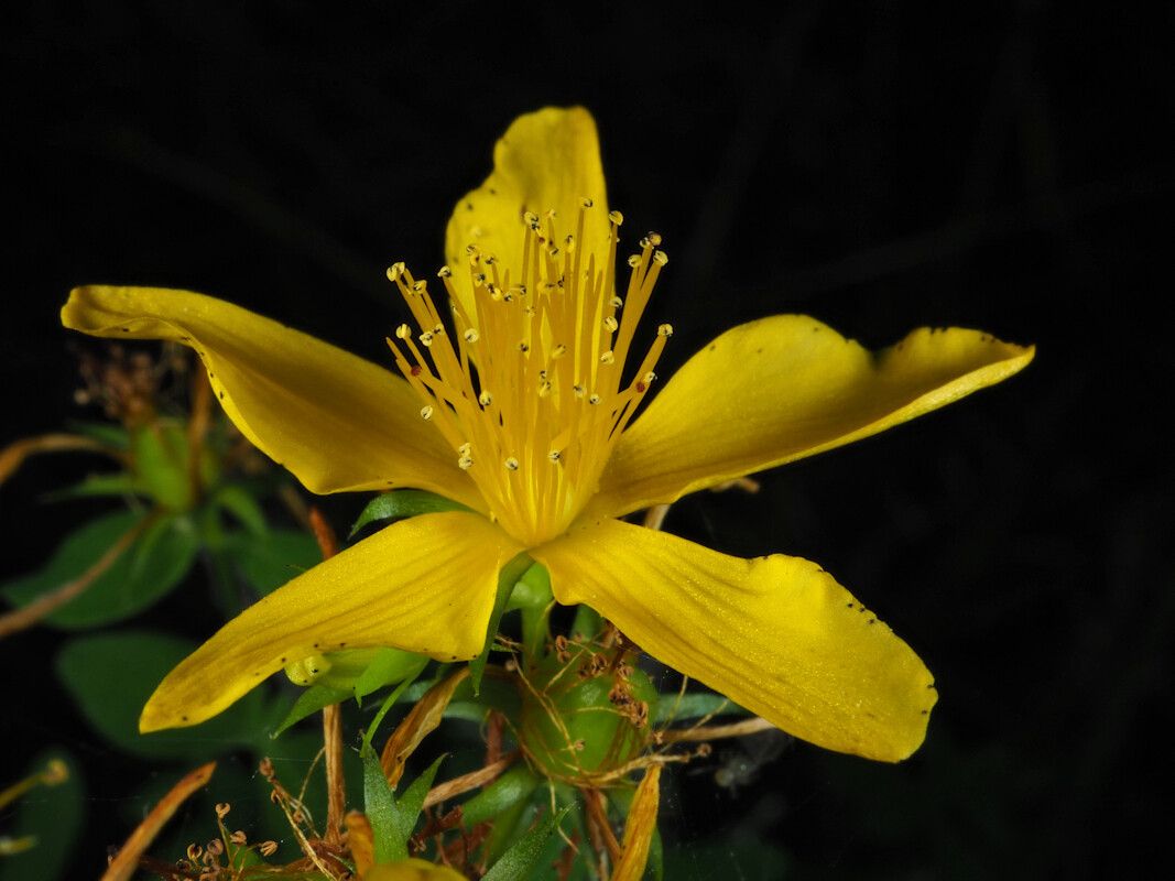 Hypericum x desetangsii flower