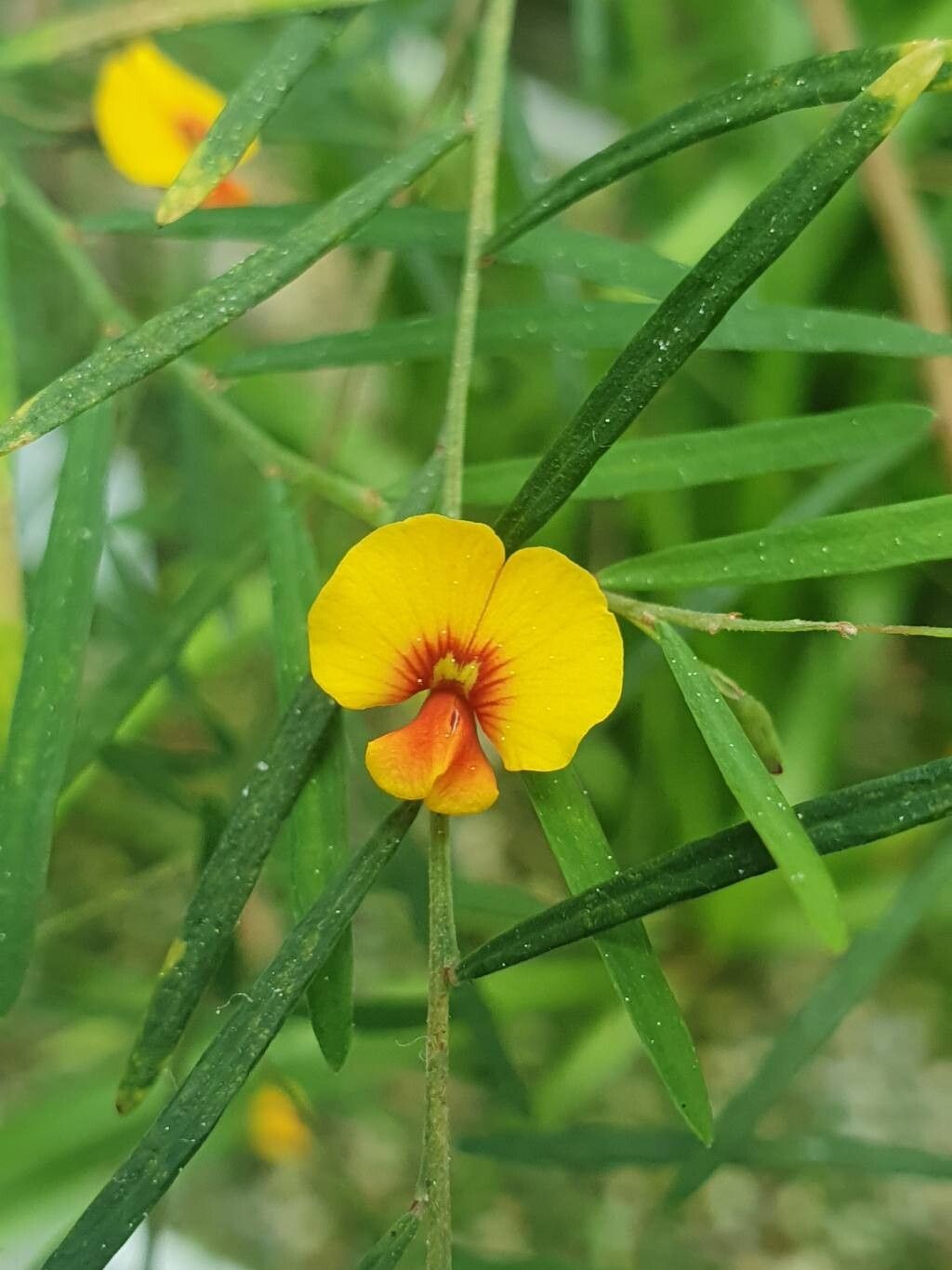 Bossiaea linophylla — houseplant care guide