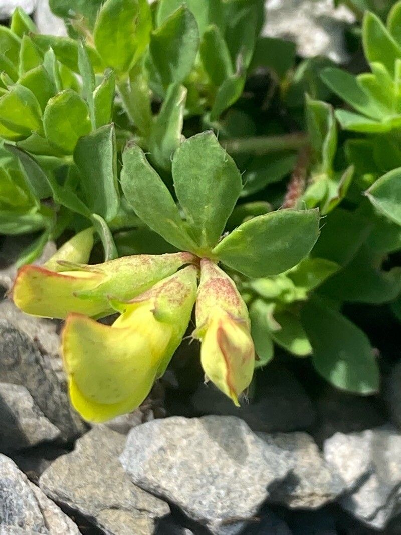 Lotus alpinus flower