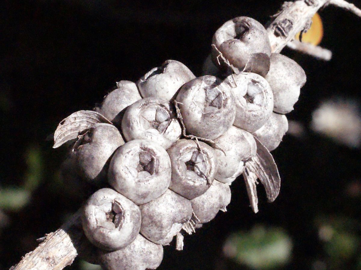 Melaleuca inops fruit