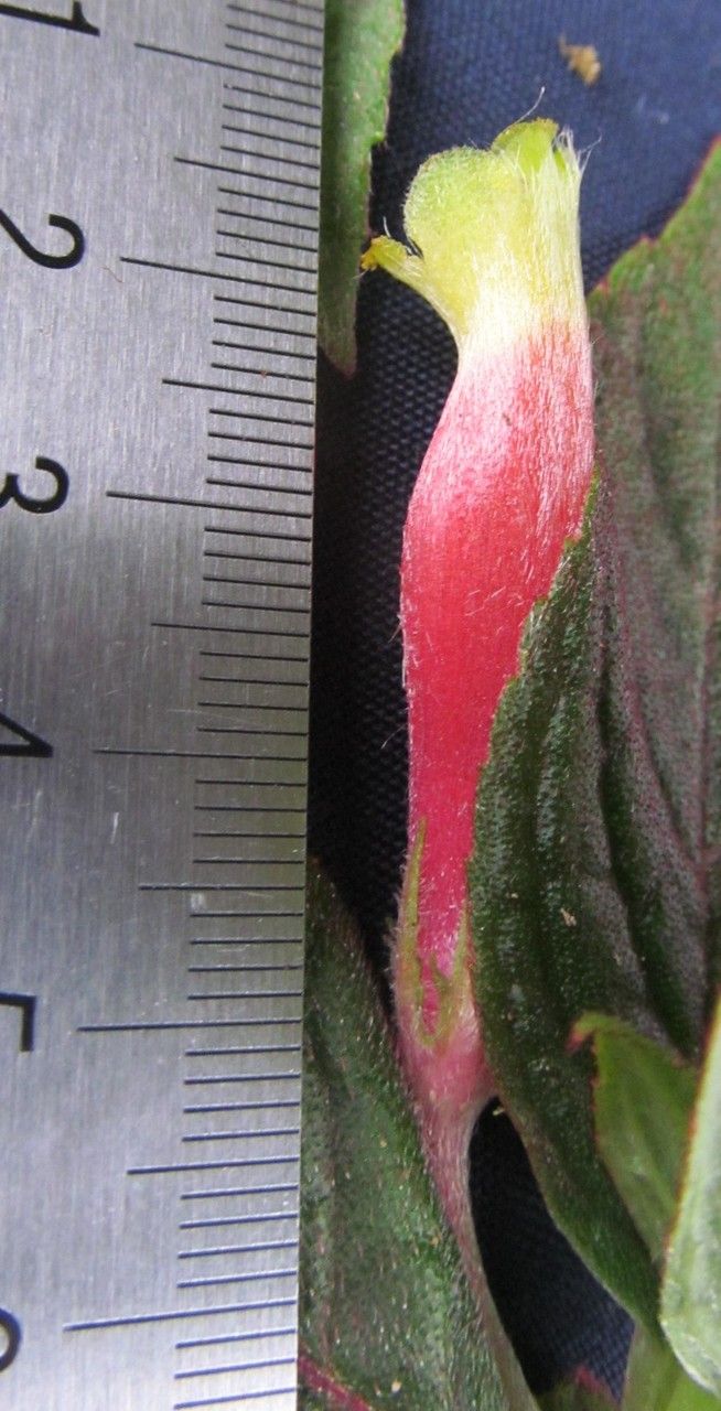 Columnea nervosa fruit