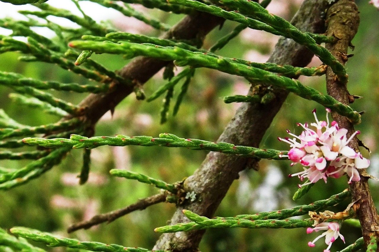 Tamarix parviflora — search result for 'Spain'