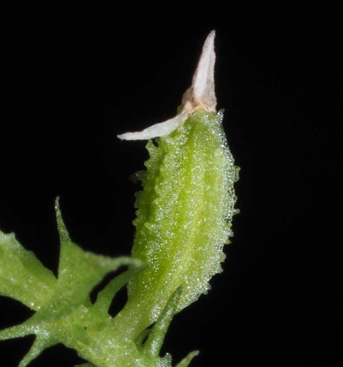 Taeniophyllum labatii fruit