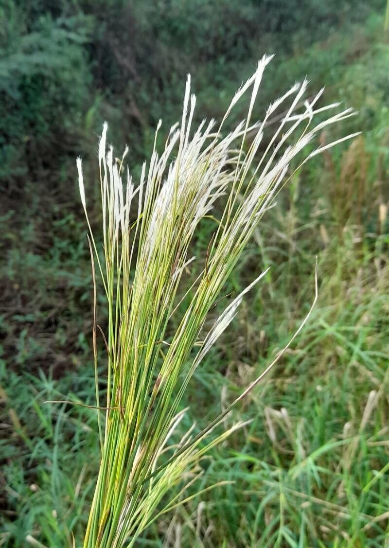 Andropogon bicornis flower