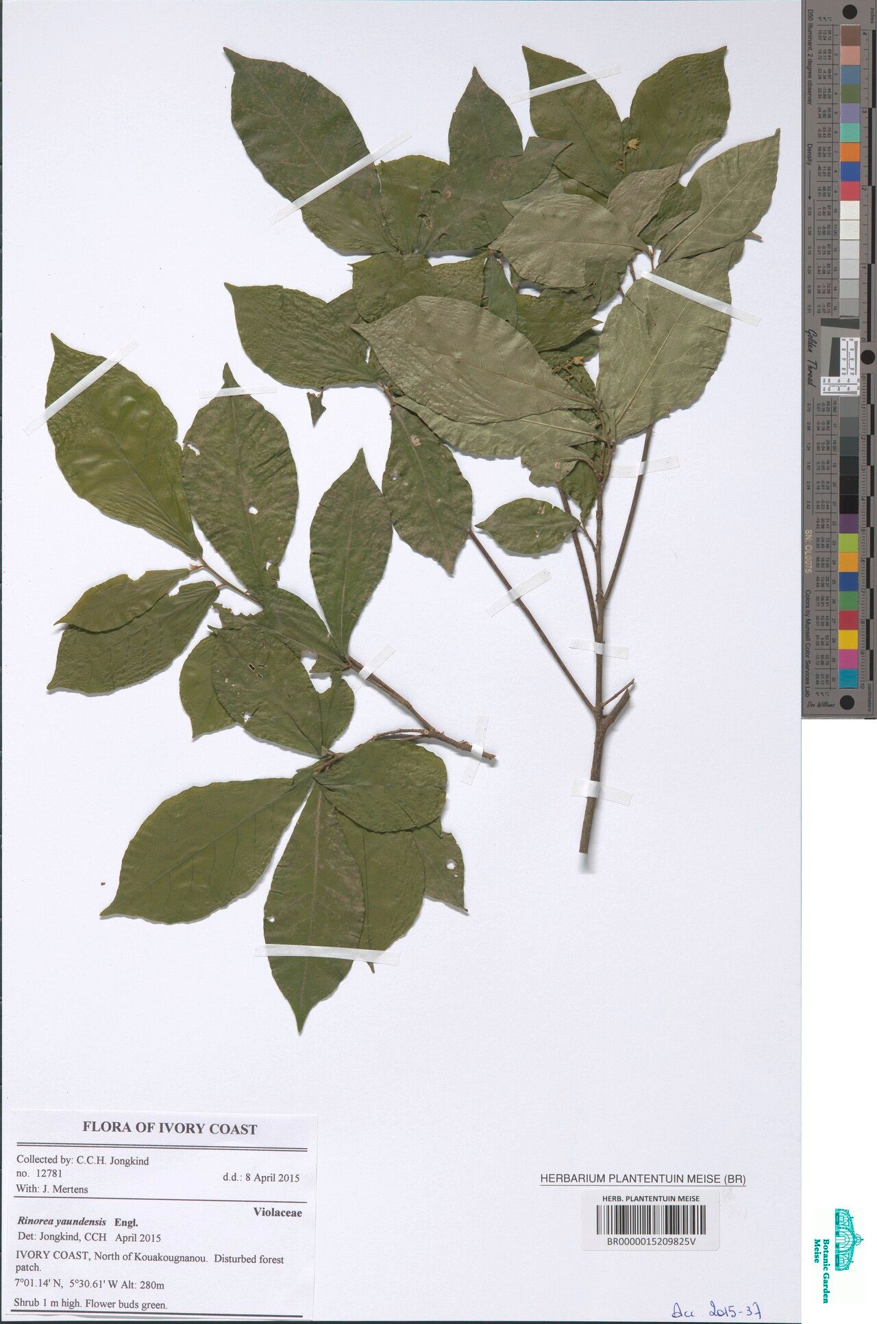 Rinorea yaundensis — houseplant care guide