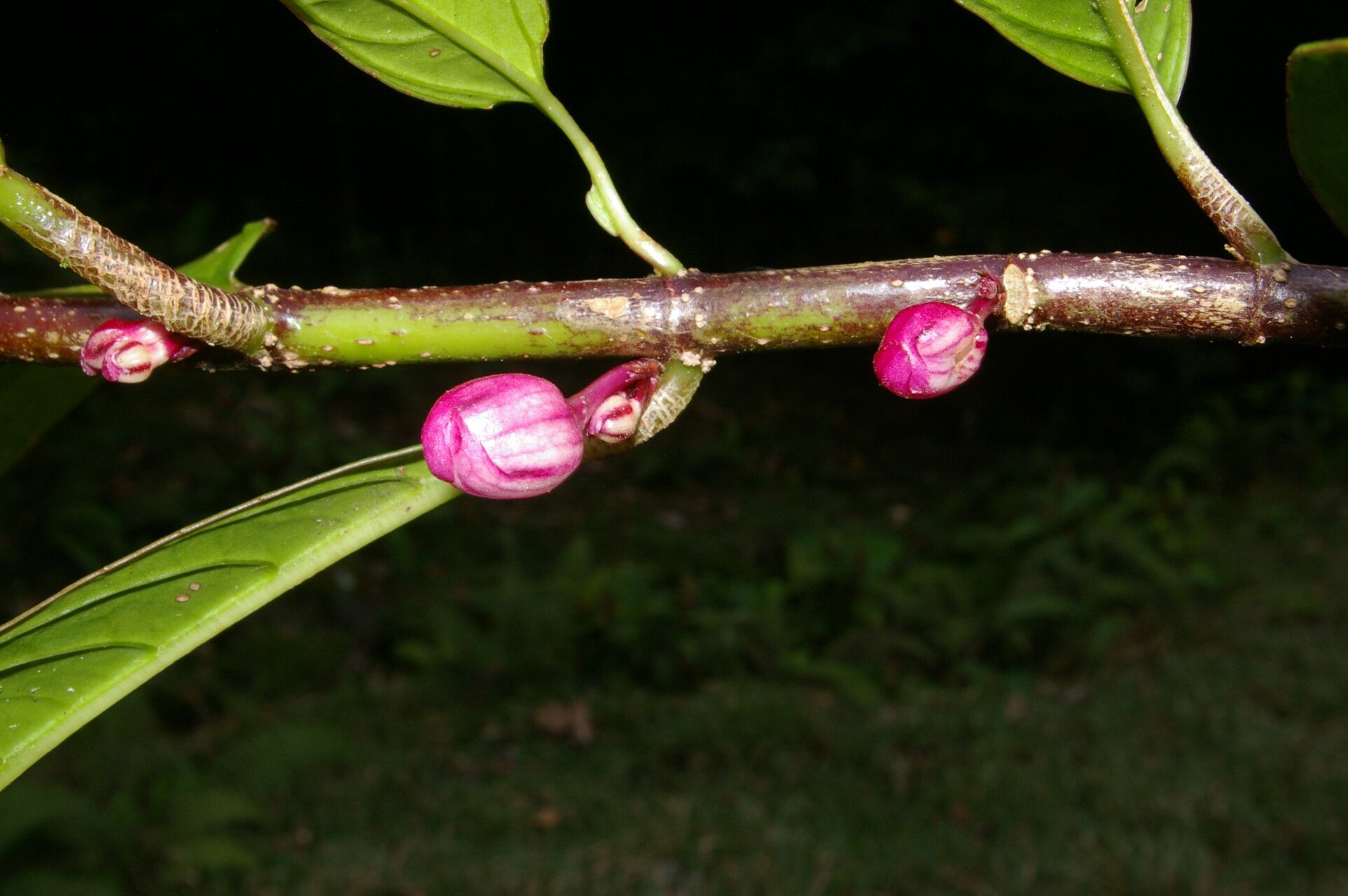 Drymonia stenophylla fruit