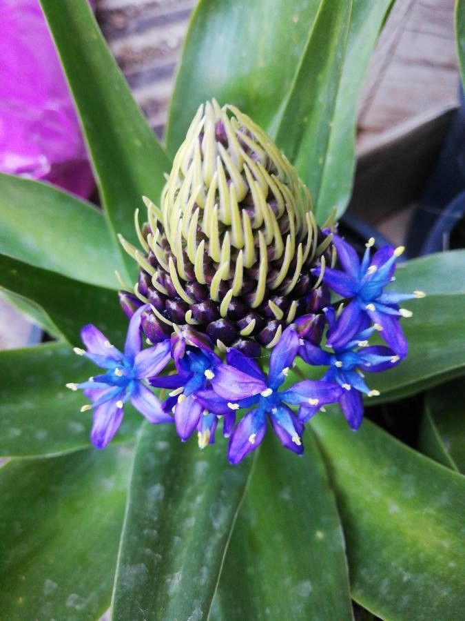 Oncostema elongata flower