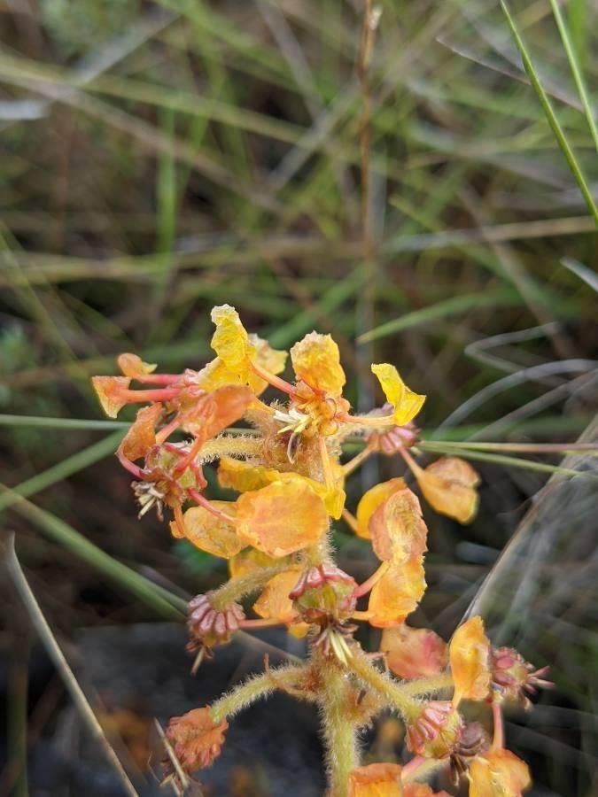 Byrsonima verbascifolia flower