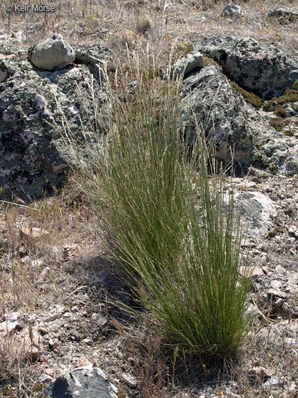 Melica imperfecta habit