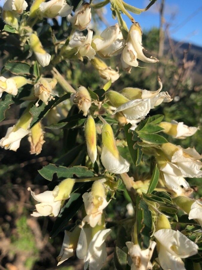 Chamaecytisus prolifer flower