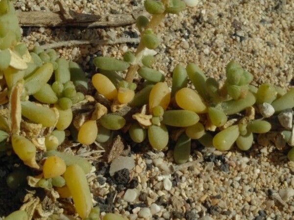 Tetraena gaetula leaf