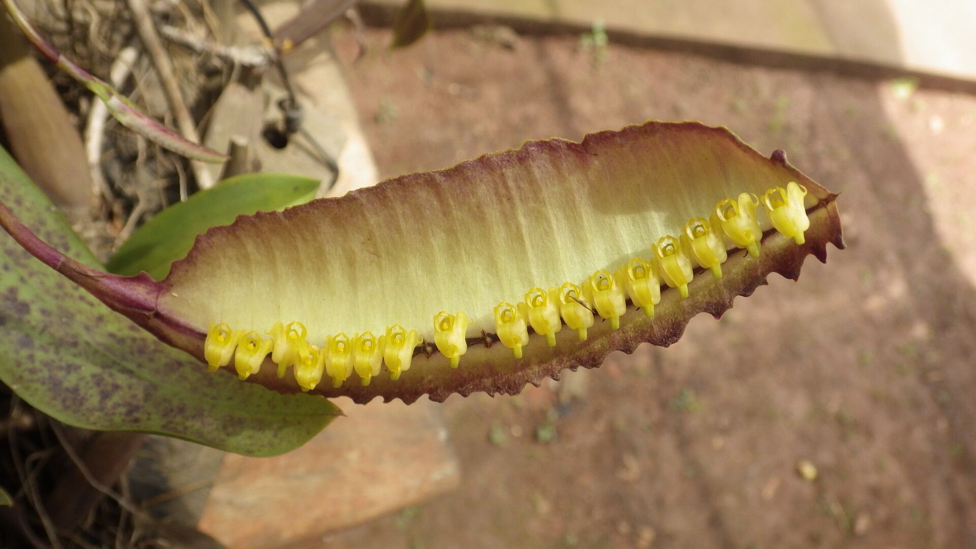 Bulbophyllum renkinianum flower
