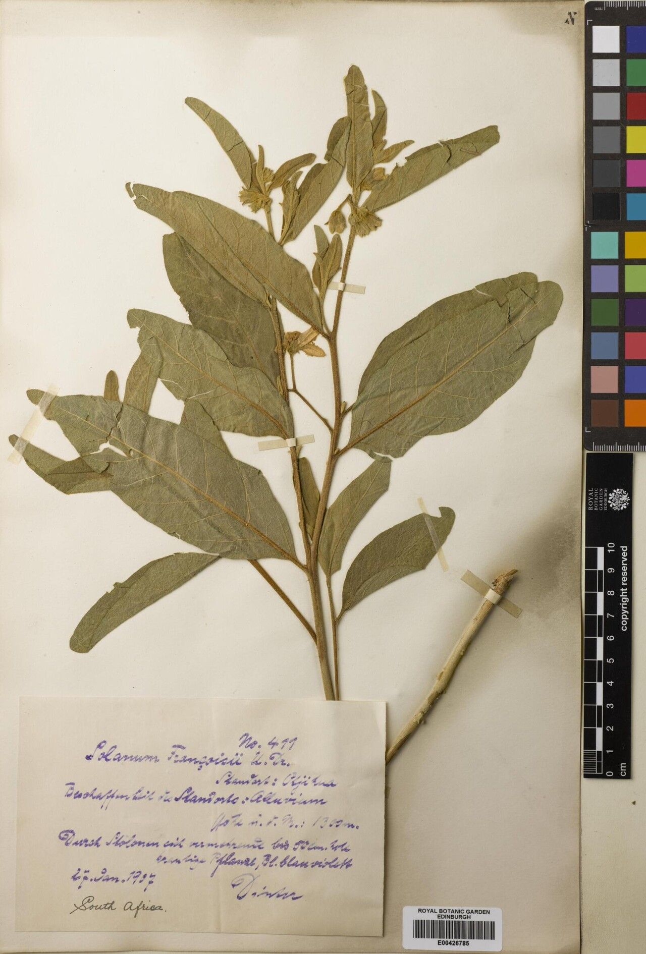 Solanum francisii — houseplant care guide