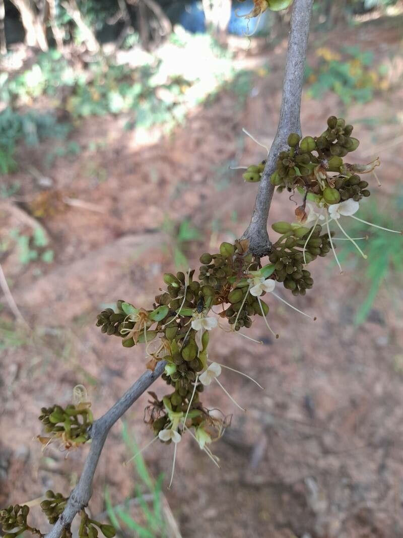 Bridelia micrantha flower