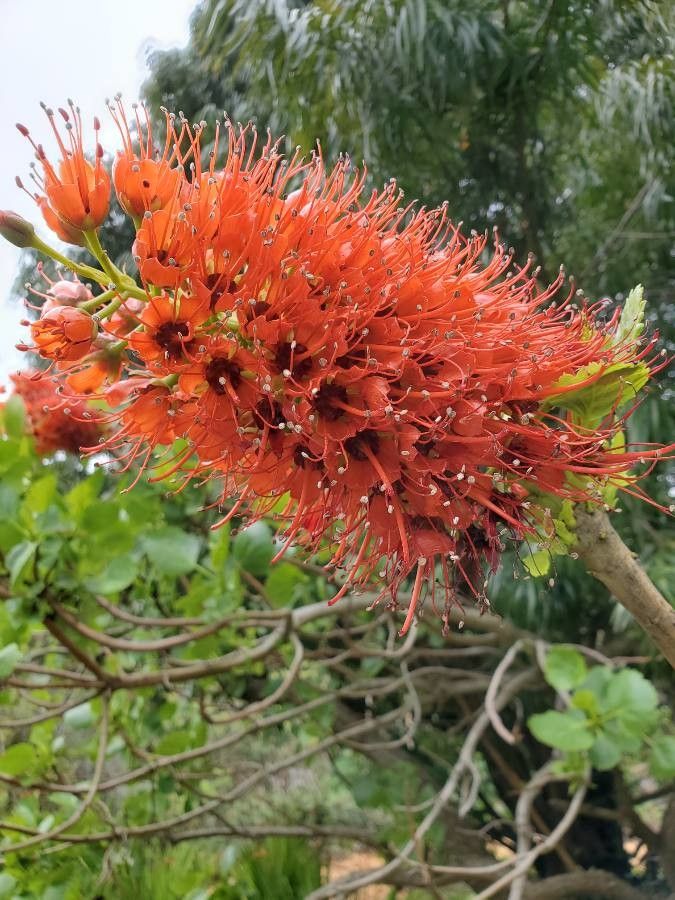 Greyia sutherlandii flower
