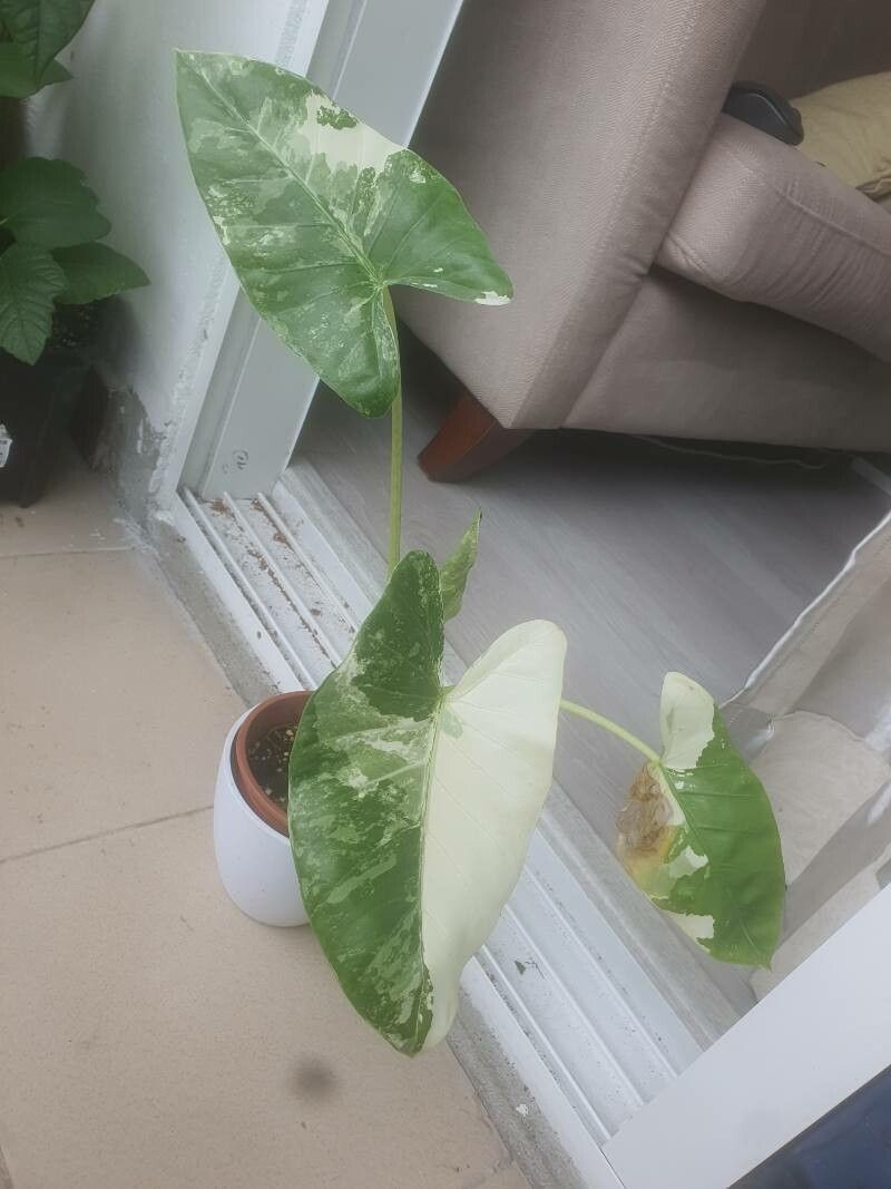 Alocasia alba