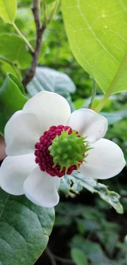 Magnolia sieboldii flower