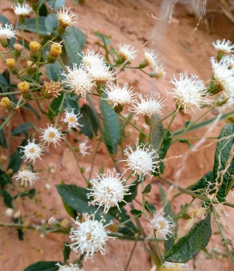 Vernonia polyantha flower