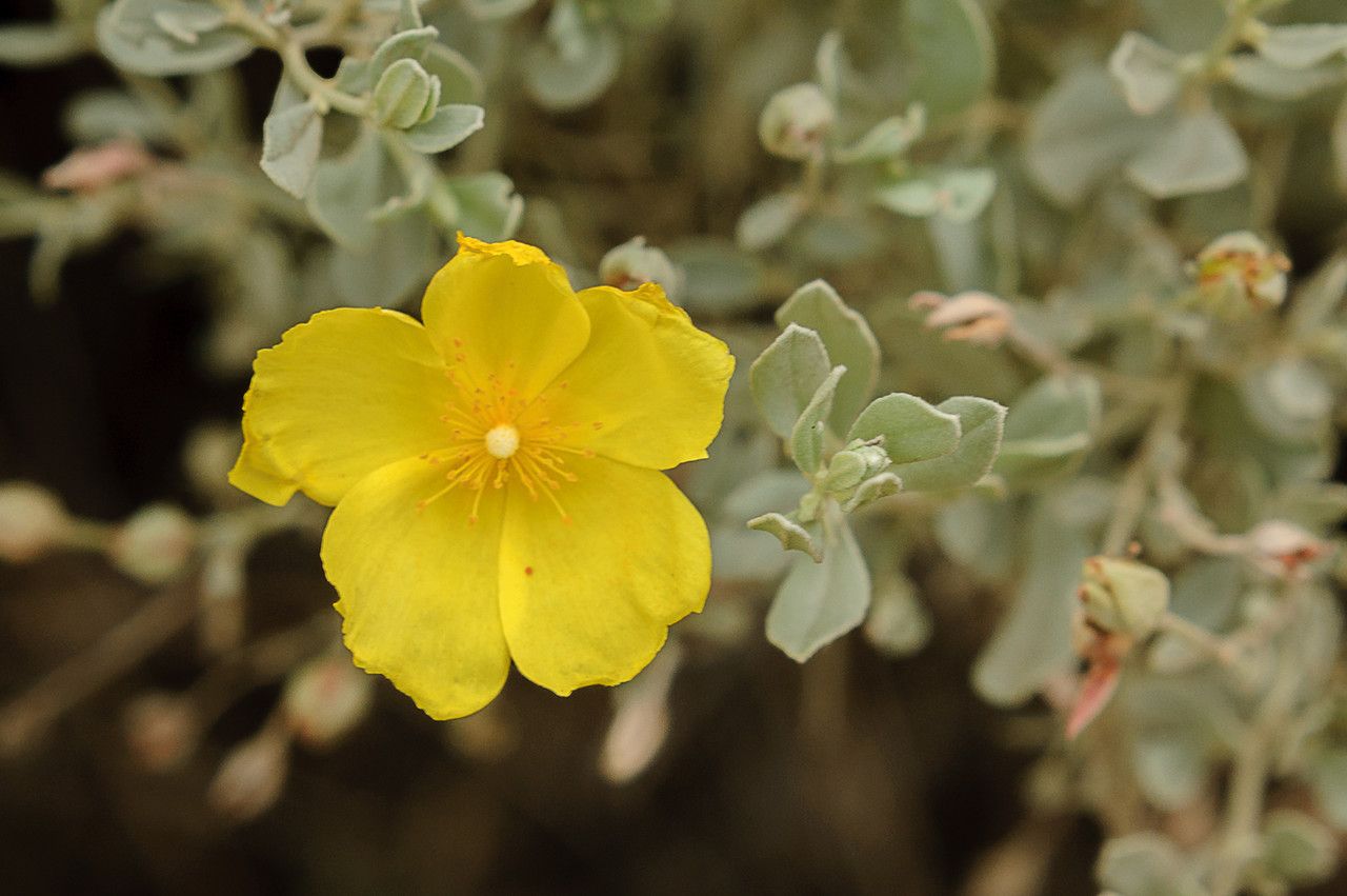Halimium halimifolium flower