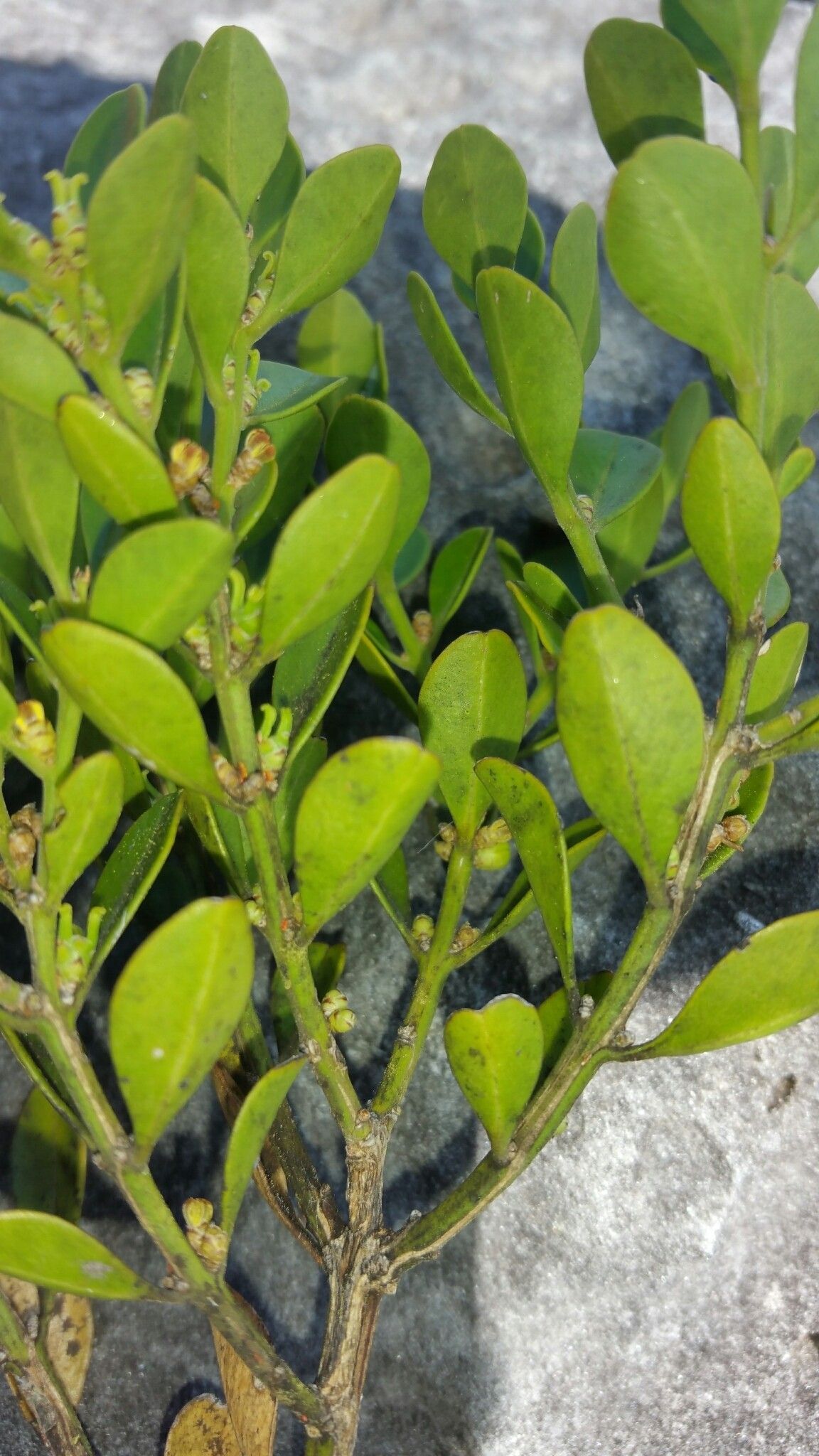 Buxus cipolinica